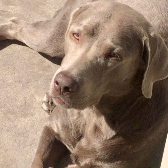 Meet your Posher, C. e. - Picture 1 of 1